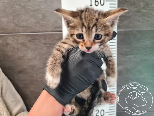 Znaleziono kota, Chełmek, 16 września 2025