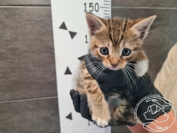 Znaleziono kota, Chełmek, 16 września 2025