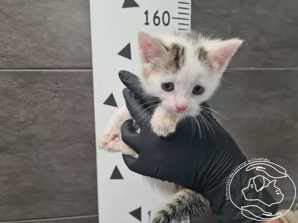 Znaleziono kota, Chełmek, 16 września 2025