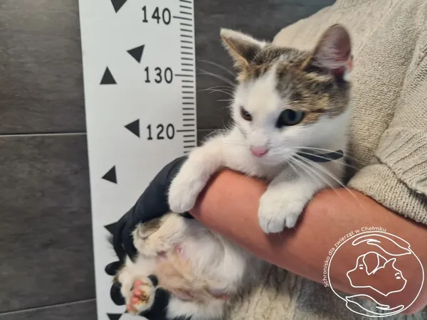 Znaleziono kota, Chełmek, 16 września 2025