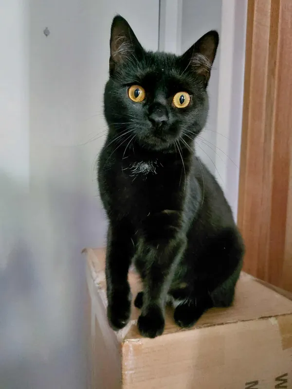 Zaginął kot, Gdynia, Redłowo, 17 września 2025 (1/2)