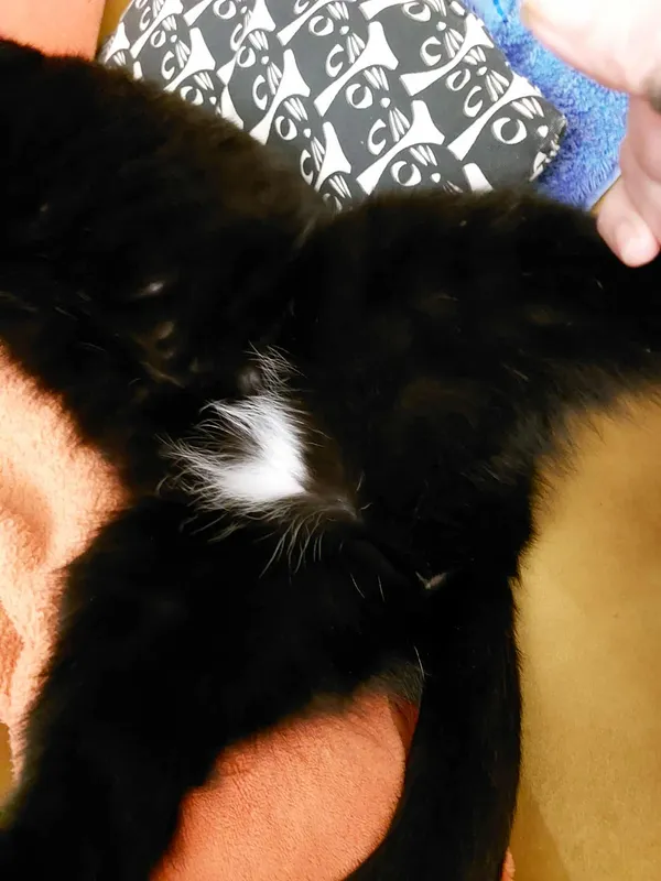 Zaginął kot, Gdynia, Redłowo, 17 września 2025 (2/2)