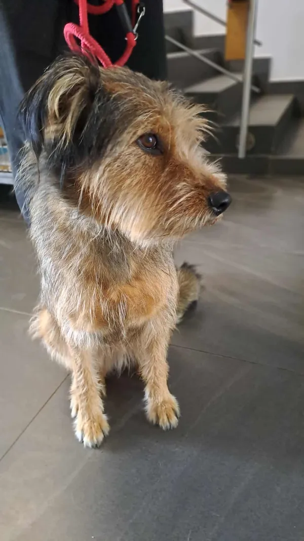 Znaleziono psa, Olsztyn, 16 września 2025