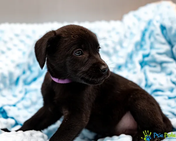 Pies do adopcji, Racławice, 13 września 2025 (1/5)