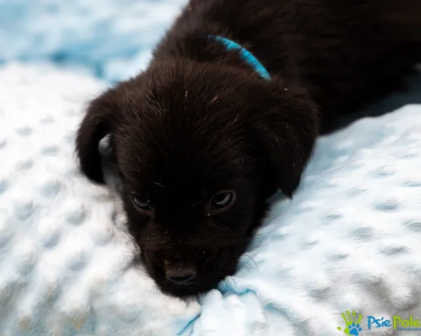 Pies do adopcji, Racławice, 13 września 2025 (1/5)