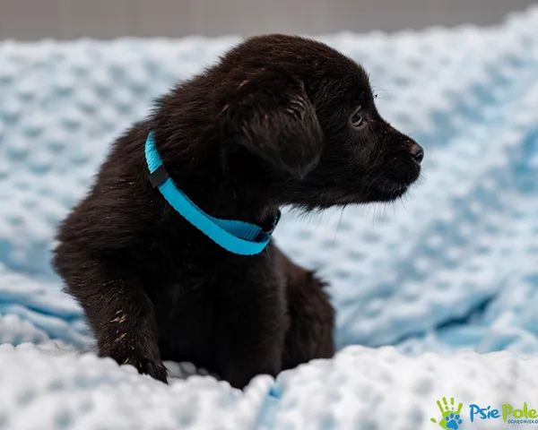 Pies do adopcji, Racławice, 13 września 2025 (2/5)