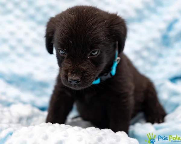 Pies do adopcji, Racławice, 13 września 2025 (3/5)