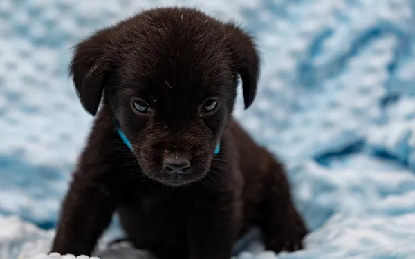 Pies do adopcji, Racławice, 13 września 2025 (4/5)