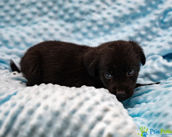 Pies do adopcji, Racławice, 13 września 2025 (5/5)