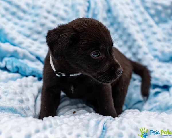 Pies do adopcji, Racławice, 13 września 2025 (2/5)