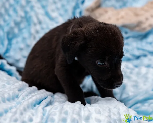 Pies do adopcji, Racławice, 13 września 2025 (3/5)