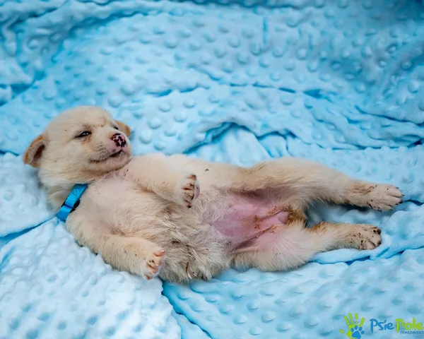 Pies do adopcji, Racławice, 14 września 2025 (4/5)