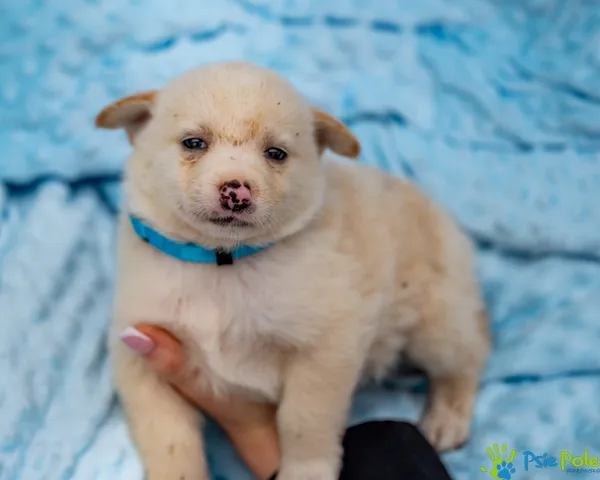 Pies do adopcji, Racławice, 14 września 2025 (5/5)