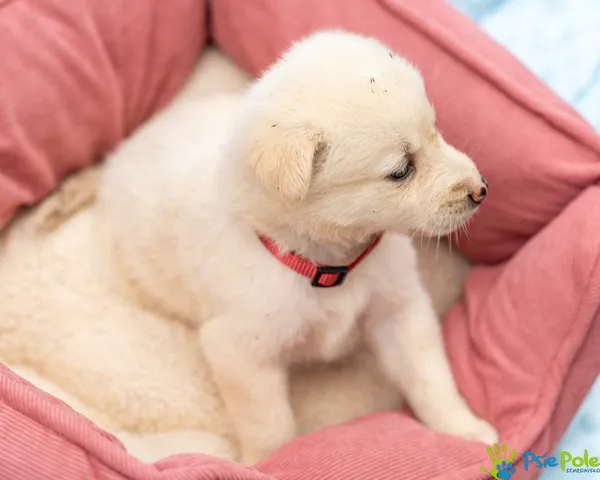 Pies do adopcji, Racławice, 14 września 2025 (1/5)