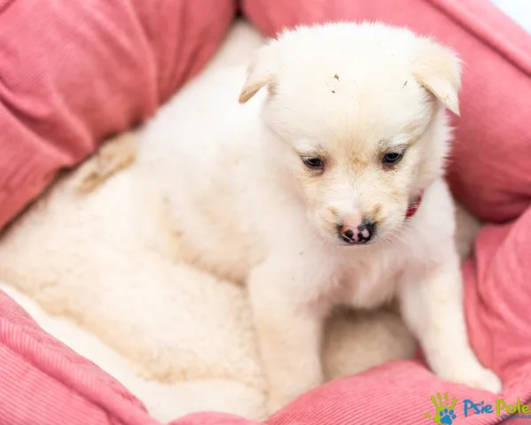 Pies do adopcji, Racławice, 14 września 2025 (2/5)