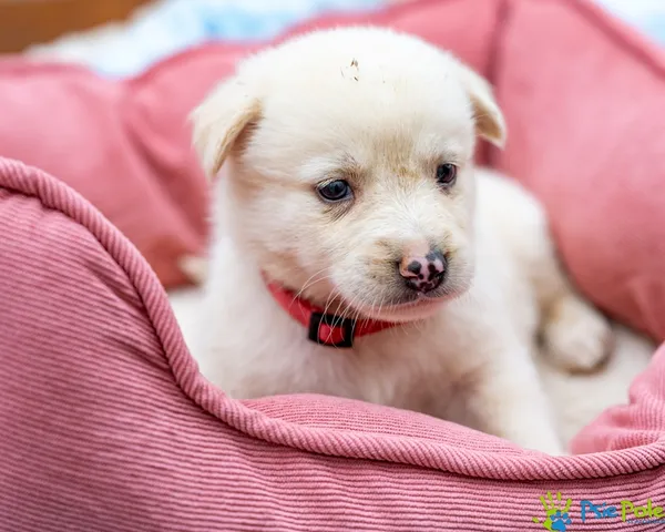 Pies do adopcji, Racławice, 14 września 2025 (3/5)