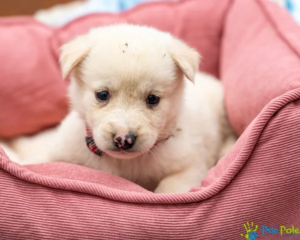 Pies do adopcji, Racławice, 14 września 2025 (4/5)