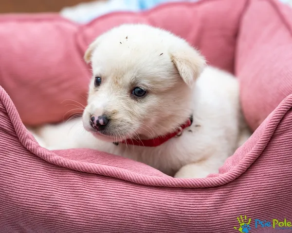 Pies do adopcji, Racławice, 14 września 2025 (5/5)