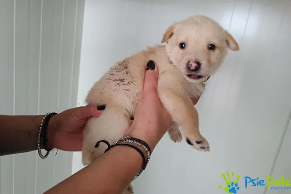 Pies do adopcji, Racławice, 14 września 2025 (4/5)