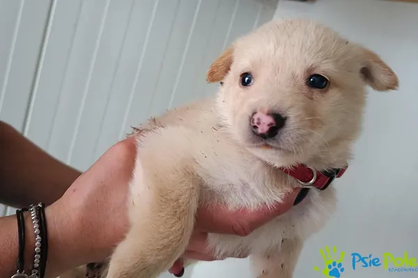 Pies do adopcji, Racławice, 14 września 2025 (5/5)