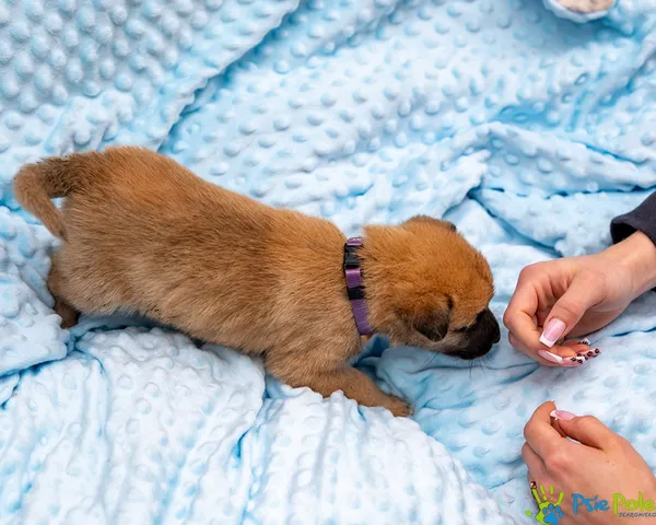 Pies do adopcji, Racławice, 14 września 2025 (1/5)