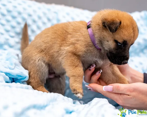 Pies do adopcji, Racławice, 14 września 2025 (2/5)