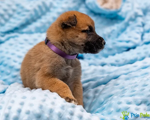 Pies do adopcji, Racławice, 14 września 2025 (4/5)