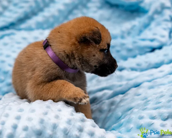 Pies do adopcji, Racławice, 14 września 2025 (5/5)