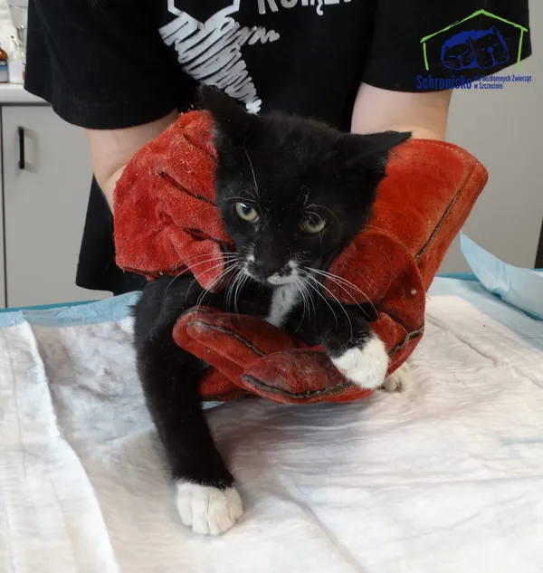 Kot do adopcji, Szczecin, 16 września 2025