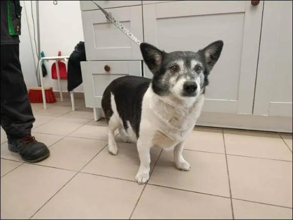 Znaleziono psa, Grudziądz, 17 września 2025