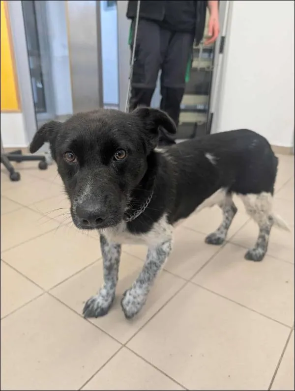 Znaleziono psa, Grudziądz, 17 września 2025