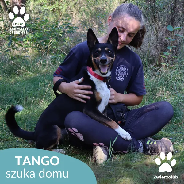 Pies do adopcji, Dąbrówka, 17 września 2025 (2/5)
