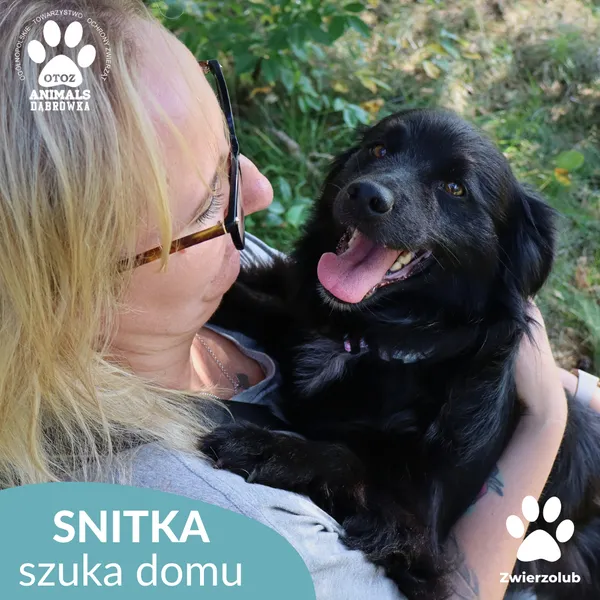 Pies do adopcji, Dąbrówka, 17 września 2025 (2/5)