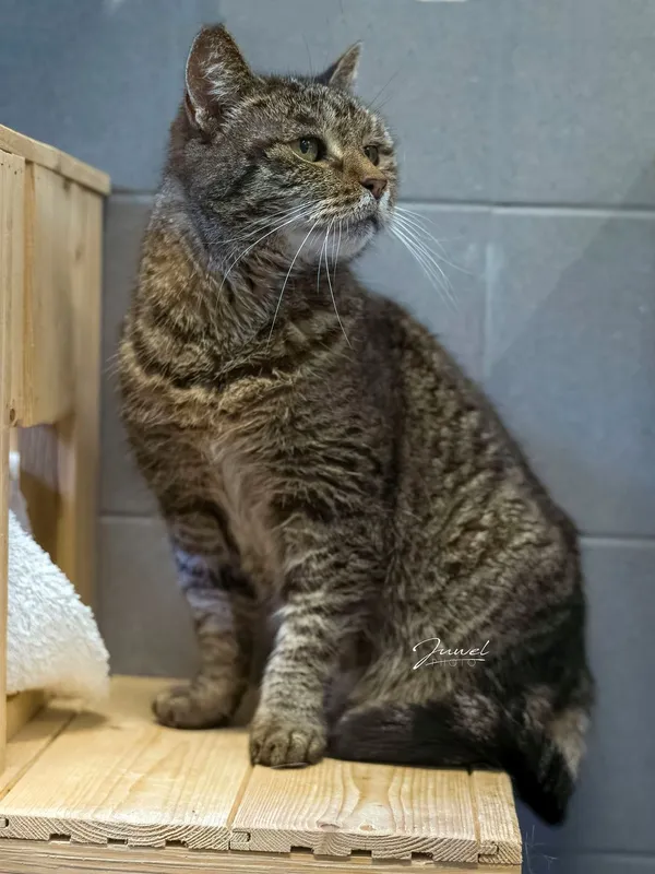 Kot do adopcji, Sopot, 17 września 2025 (3/4)