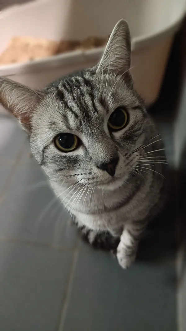 Kot do adopcji, Sopot, 17 września 2025 (1/4)