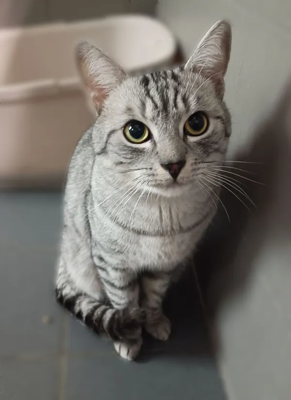 Kot do adopcji, Sopot, 17 września 2025 (2/4)