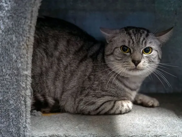 Kot do adopcji, Sopot, 17 września 2025 (3/4)