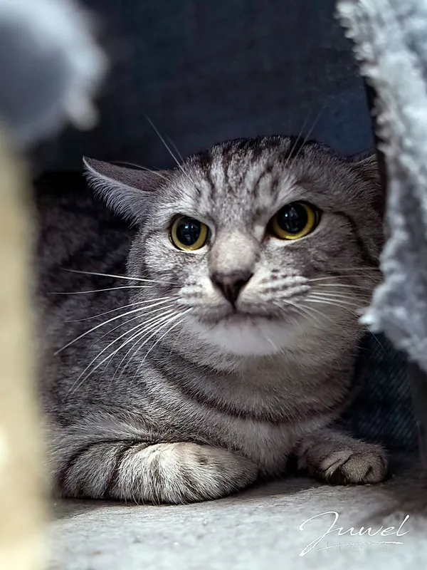 Kot do adopcji, Sopot, 17 września 2025 (4/4)