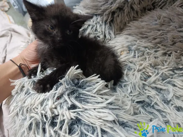 Kot do adopcji, Racławice, 15 września 2025 (1/2)