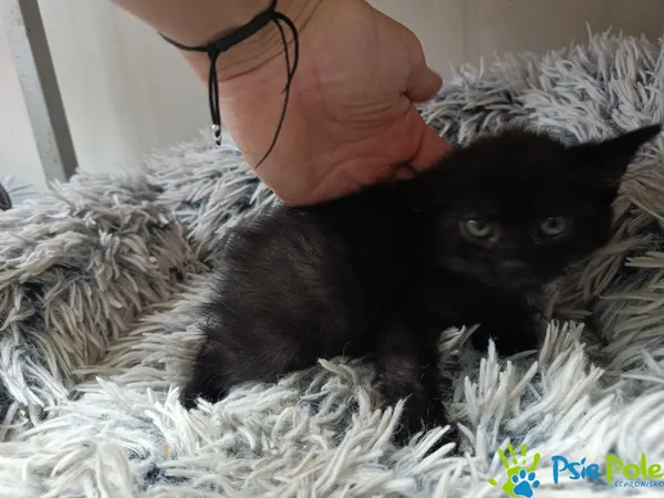 Kot do adopcji, Racławice, 15 września 2025 (2/2)