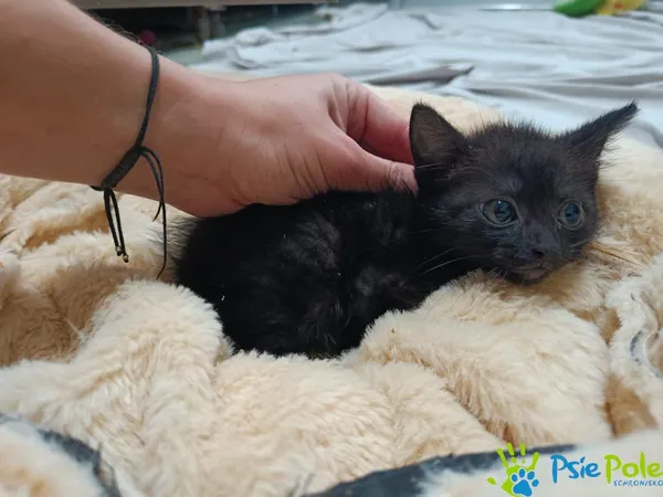 Kot do adopcji, Racławice, 15 września 2025 (1/2)