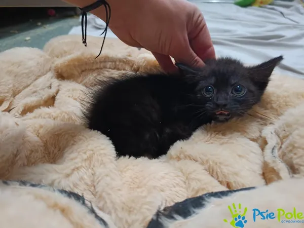 Kot do adopcji, Racławice, 15 września 2025 (2/2)