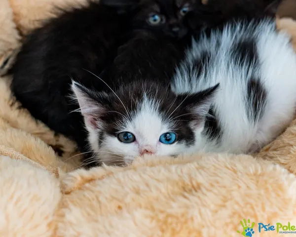 Kot do adopcji, Racławice, 15 września 2025 (1/4)