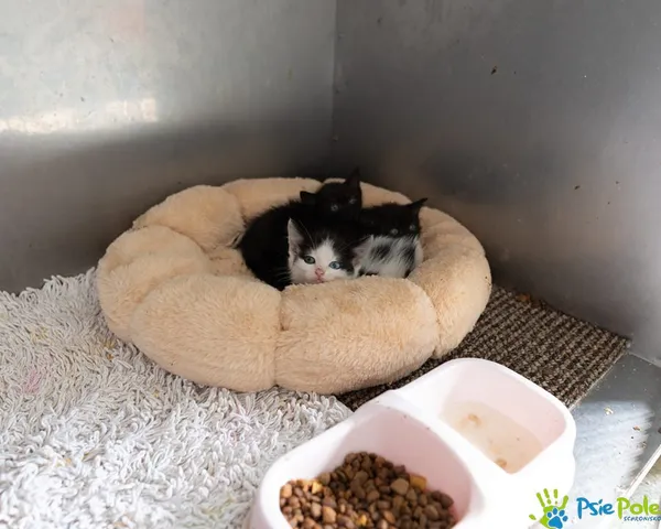 Kot do adopcji, Racławice, 15 września 2025 (2/4)