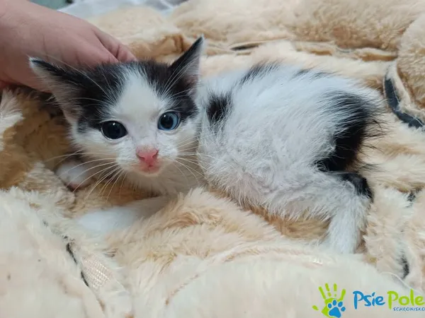 Kot do adopcji, Racławice, 15 września 2025 (3/4)