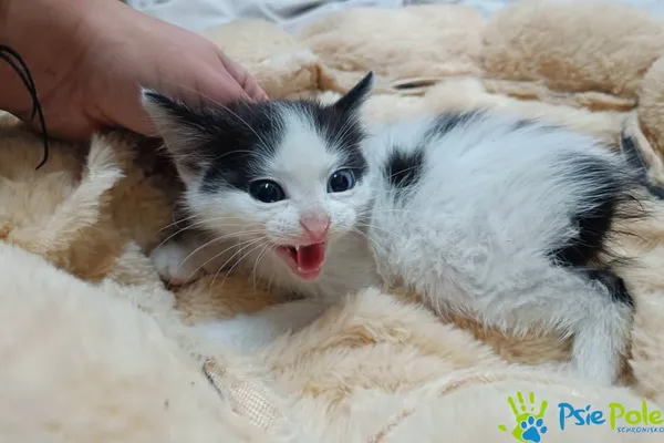 Kot do adopcji, Racławice, 15 września 2025 (4/4)