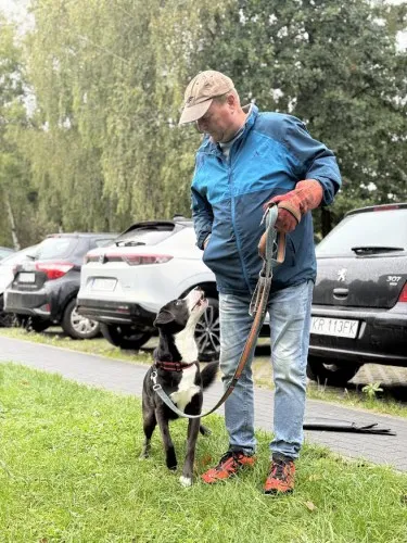 Pies do adopcji, Kraków, 3 września 2025 (1/3)