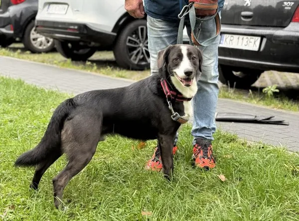 Pies do adopcji, Kraków, 3 września 2025 (2/3)