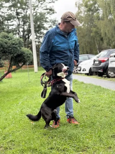 Pies do adopcji, Kraków, 3 września 2025 (3/3)