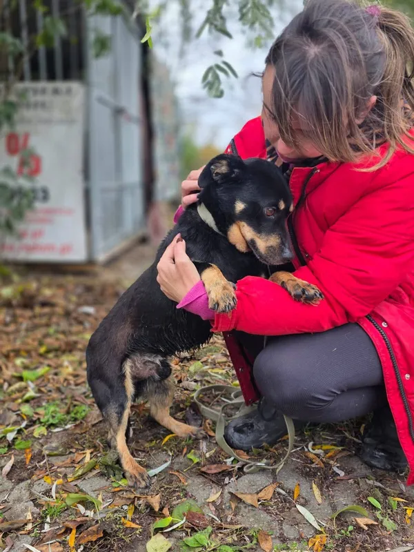 Pies do adopcji, Radom, 21 października 2025 (3/4)